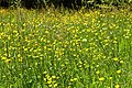 Bloemrijk grasland in natuurterrein de Famberhorst.