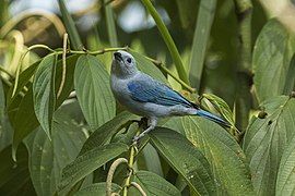 En Costa Rica hay 55 especies de Thraupidae, como la tangara azul (Thraupis episcopus), conocida locamente como viudita.
