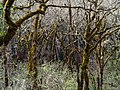 Image 84Moss-covered oak trees in the Bothe-Napa Valley State Park