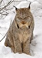 Lynx (ovale/semi-verticale)