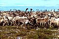 Population (un troupeau de caribou) - écologie des populations.