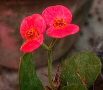 Crown of thorns, Christ plant, Christ thorn.jpg