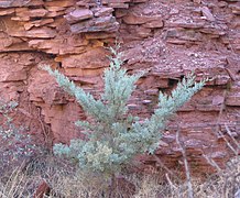 Cupressus glabra Sedona4.jpg