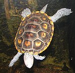 Malaclemys terrapin terrapin