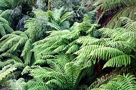 Feto-arbóreo (Dicksonia antarctica) em Nunniong, Austrália