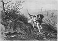 Die Gartenlaube (1880) b 641.jpg Vorstehhund. Originalzeichnung von F. Deiker