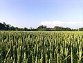 Colture agricole: un campo coltivato a grano