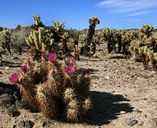 Echinocereus engelmannii and Cylindropuntia bigelovii