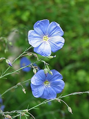 Flaaks (Linum usitatissimum)