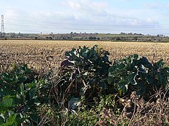 Giant cabbages and maize field - geograph.org.uk - 1551582.jpg