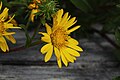 Grindelia integrifolia