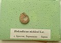 Holcodiscus nicklesi Kar. en:Barremian, en:Brestak, Varna Province at the en:Sofia University "St. Kliment Ohridski" Museum of Paleontology and Historical Geology