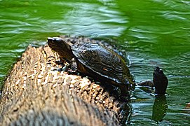 Indian black turtle.jpg