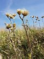 Der gefährdete Christusaugen-Alant (Inula oculus-christi), hier abgeblüht, tritt in Ostösterreich zerstreut bis selten auf.[4]