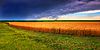 Wheat fields in Kansas