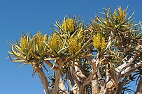 Con flores en maio. Parque Nacional Augrabies, Suráfrica.