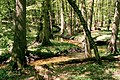 Piwnicki Forest