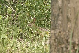 Lepus peguensis 86345801.jpg