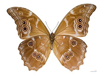 Morpho didius