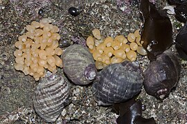 Nucella ostrina et capsules d’œufs