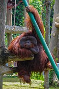 Orang Utan Ragunan.jpg