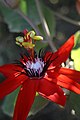 Passiflora miniata Español: Flor de la pasión, pasiflora English: Red passion flower