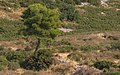   Young tree in limestone mountain of La Gardiole, Frontignan, Hérault, France.