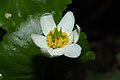 Caltha leptosepala