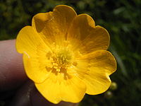 close-up bloem