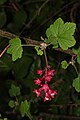 Ribes sanguineum