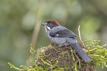 Slaty brushfinch, by Charlesjsharp