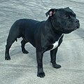 Staffordshire Bull Terrier