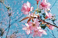 Prunus cerasoides blooming at Doi Suthep–Pui National Park