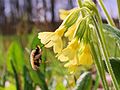 14.4.09 Großer Wollschweber an Primula elatior