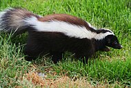 Humboldttryneskunk (Conepatus humboldtii)