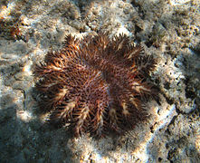 Acanthaster planci (Acanthasteridae)