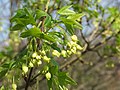 Acer monspessulanum subsp. turcomanicum