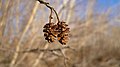 Alnus incana var. tenuifolia near the Columbia River in East Wenatchee, Douglas County Washington