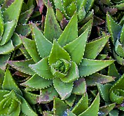 Híbrido de aloe.