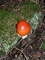 Amanita muscaria