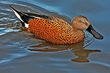 Red shoveler