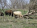 Blonde Bison