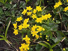 Caltha palustris 126460212.jpg