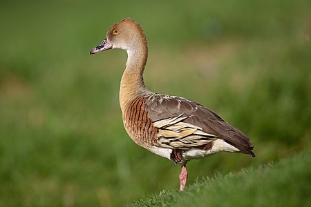 Plumed whistling duck, by JJ Harrison