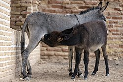 عکس رایگان با کیفیت بالا از کره یک الاغ در حال خوردن شیر مادر