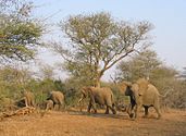 Olifantn in 't Kruger Nationaal Park