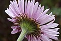 Erigeron peregrinus