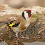 Thumbnail for File:European goldfinch (Carduelis carduelis parva).jpg