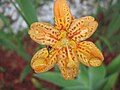 cultivar 'Freckle Face'