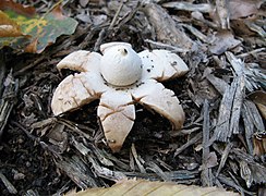 Geastrum fimbriatum, un Geastrales